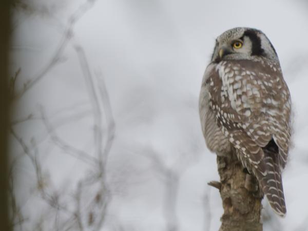 Northern hawk-owl (Surnia ulula)